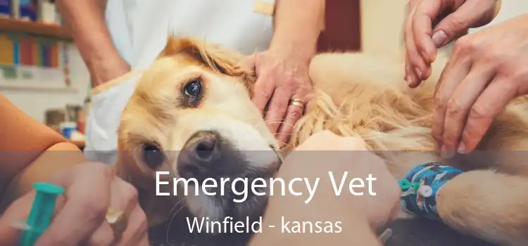 Emergency Vet Winfield - kansas