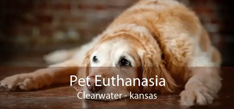 Pet Euthanasia Clearwater - kansas