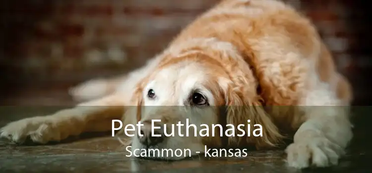 Pet Euthanasia Scammon - kansas
