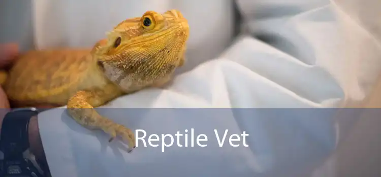 Reptile Vet 