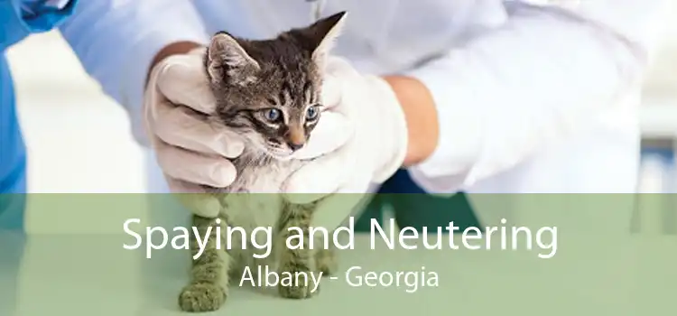 Spaying and Neutering Albany - Georgia