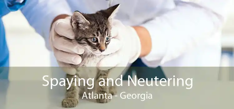 Spaying and Neutering Atlanta - Georgia