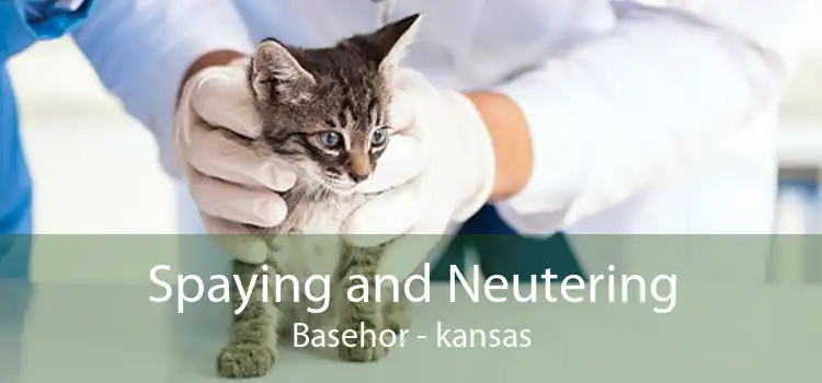 Spaying and Neutering Basehor - kansas