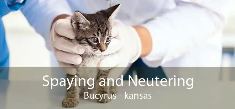 Spaying and Neutering Bucyrus - kansas