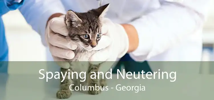Spaying and Neutering Columbus - Georgia