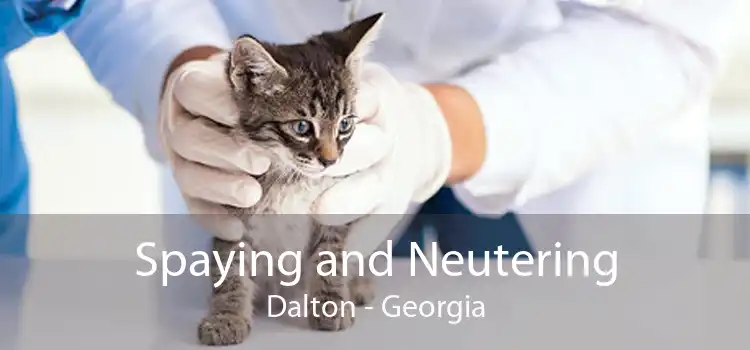 Spaying and Neutering Dalton - Georgia