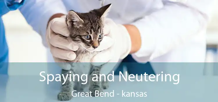 Spaying and Neutering Great Bend - kansas