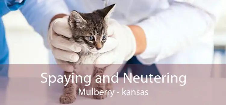 Spaying and Neutering Mulberry - kansas