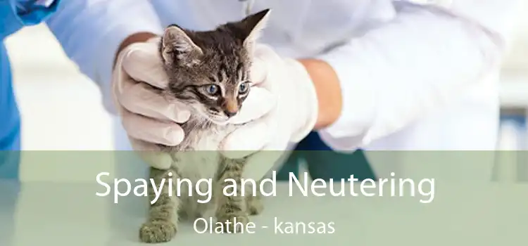 Spaying and Neutering Olathe - kansas