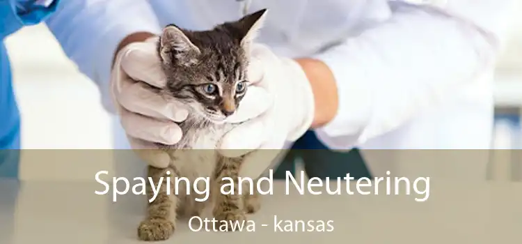 Spaying and Neutering Ottawa - kansas