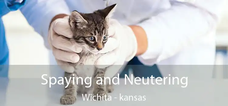 Spaying and Neutering Wichita - kansas