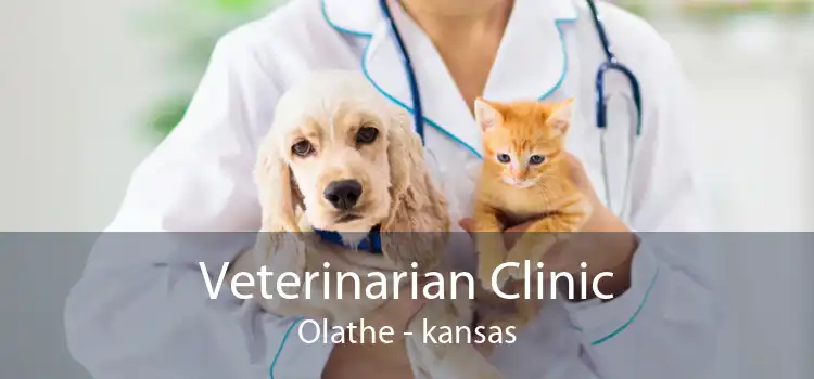 Veterinarian Clinic Olathe - kansas