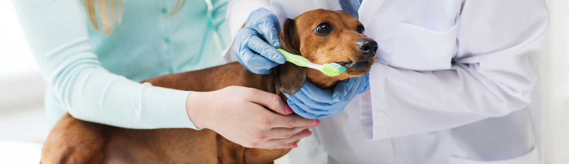 Dog Dentist Brookhaven Dog Dental Hygiene Clinic Near Me