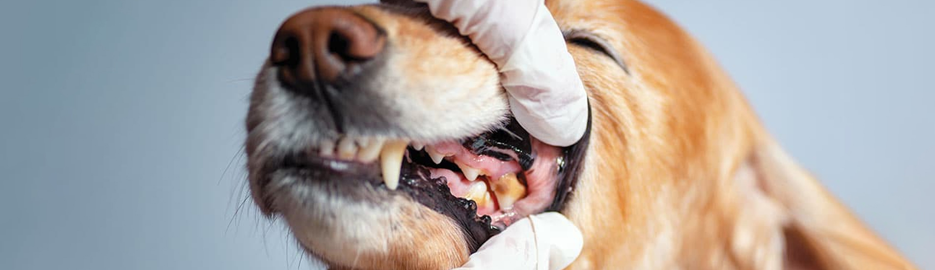 Dog Dentist Martinez Dog Dental Hygiene Clinic Near Me