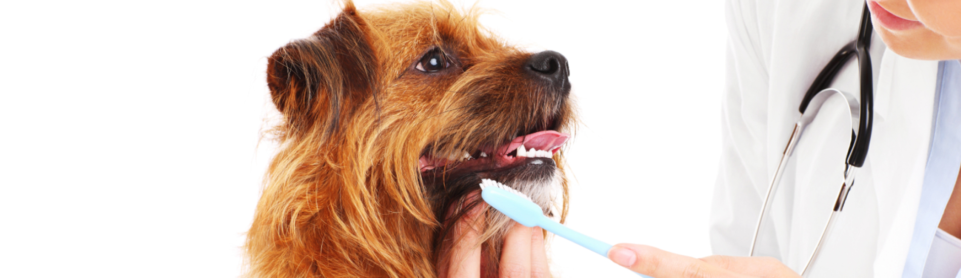 Dog Dentist South Fulton Dog Dental Hygiene Clinic Near Me