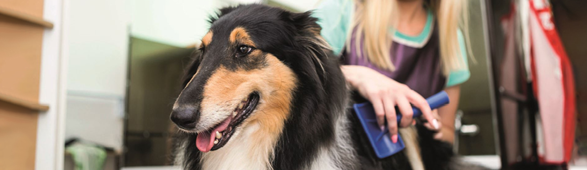 Emergency Vet Valdosta 24 Hour Emergency Vet Near Me