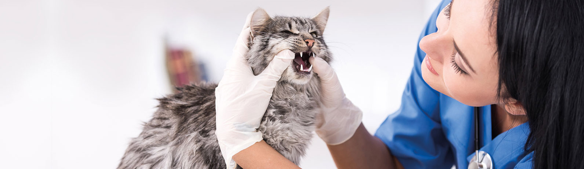 Emergency Vet Columbus 24 Hour Emergency Vet Near Me