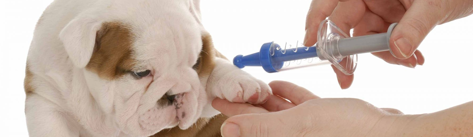 Dog Vaccinations Ball Ground Low Cost Dog Vaccinations Near Me