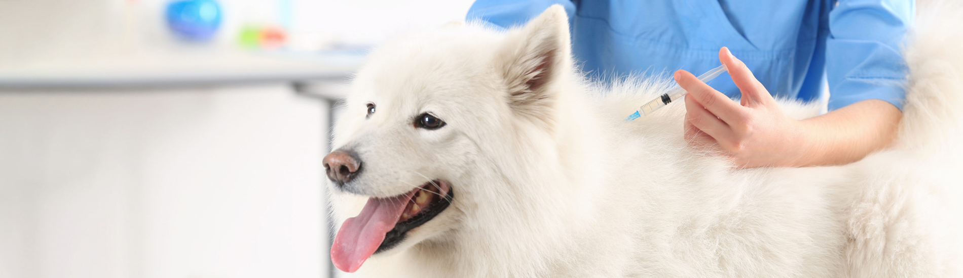 Dog Vaccinations Valdosta Low Cost Dog Vaccinations Near Me