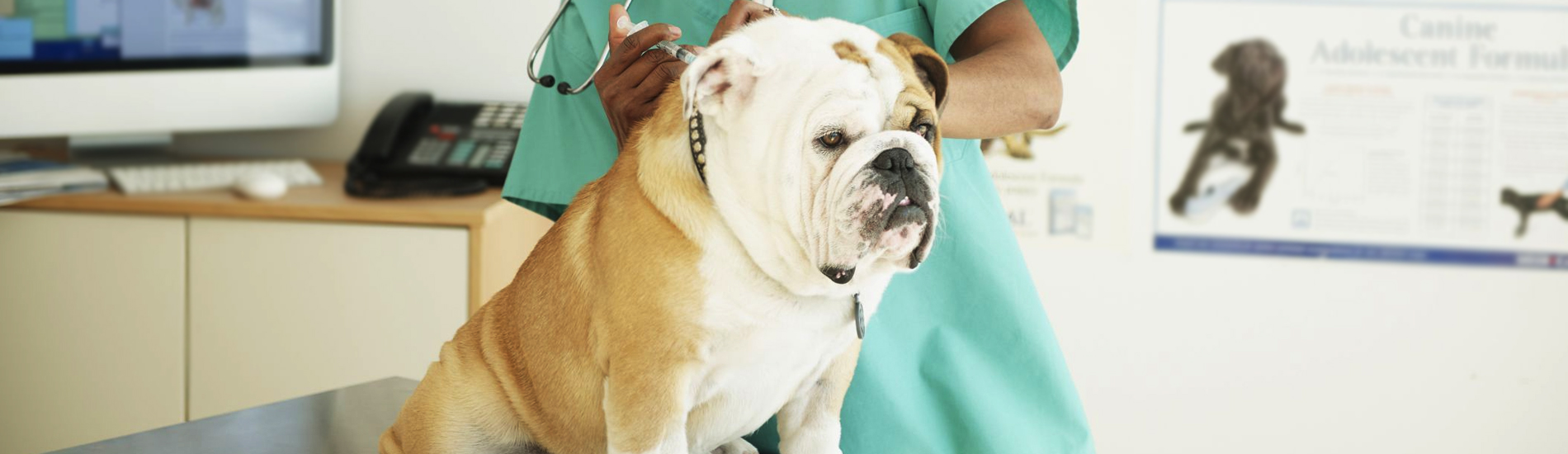 Dog Vaccinations Winfield Low Cost Dog Vaccinations Near Me