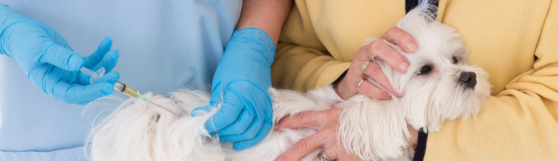 Dog Vaccinations Columbus Low Cost Dog Vaccinations Near Me