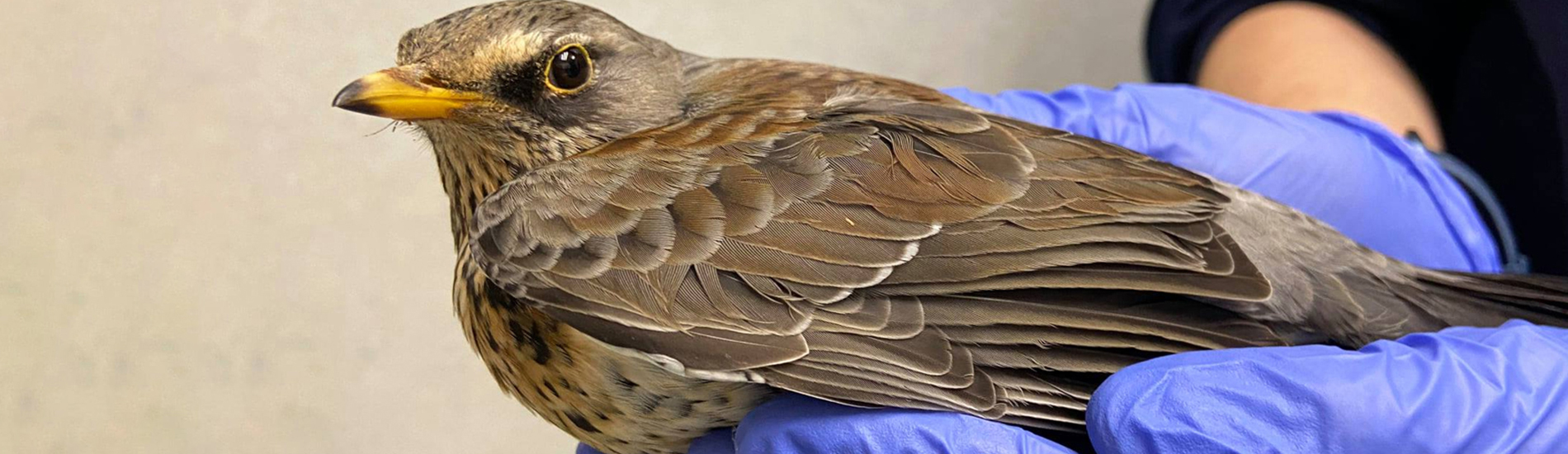 Bird Vet Rome Emergency Exotic Avian Vet Near Me