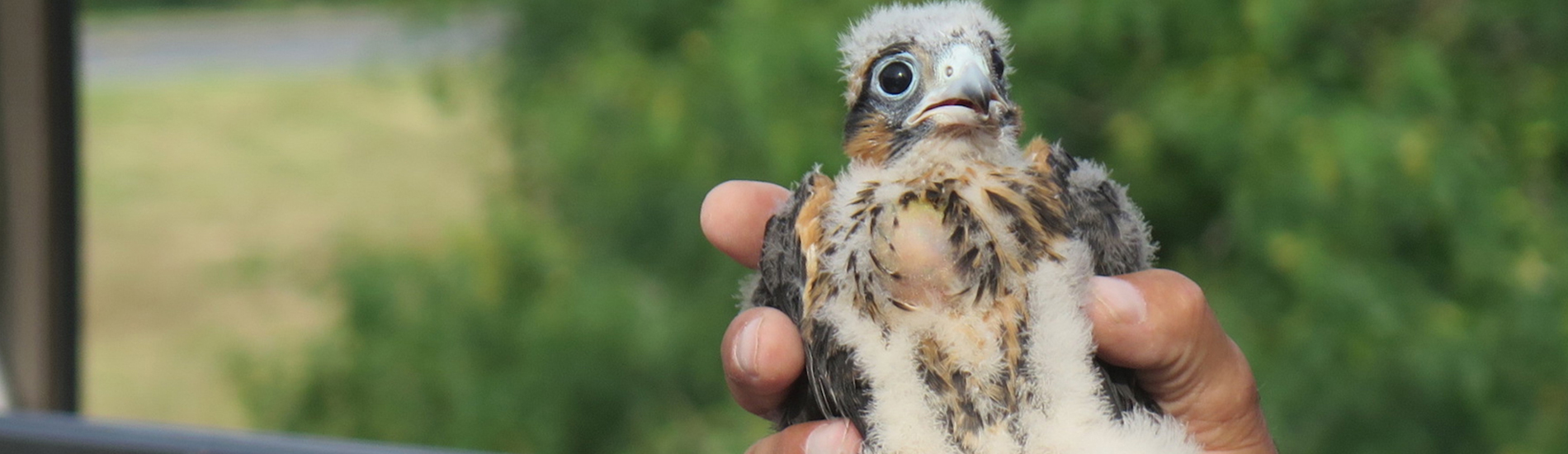 Bird Vet Kennesaw Emergency Exotic Avian Vet Near Me