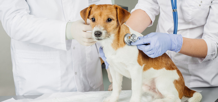 animal hospital nutritional consulting Spaying And Neutering inÂ Garden City