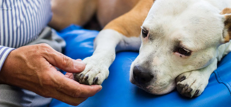 animal hospital nutritional counseling in Farlington