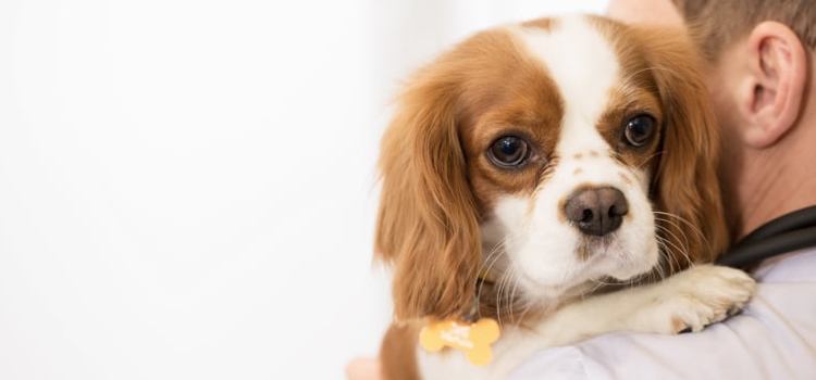 animal hospital nutritional advisory in Merriam