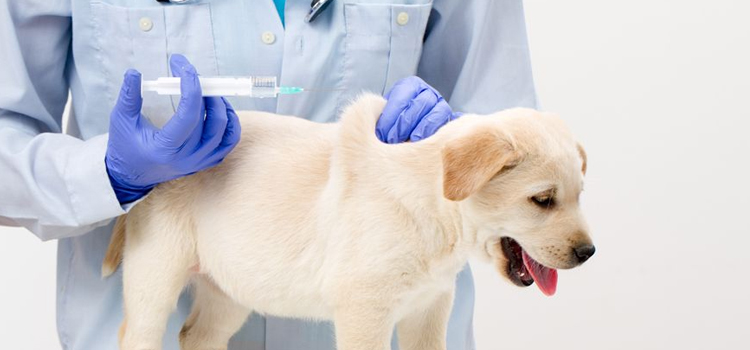 animal hospital nutritional counseling in Ottawa