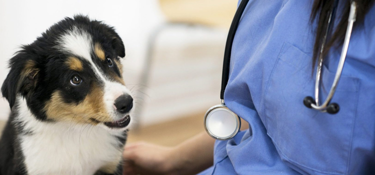 animal hospital nutritional guidance in Johns Creek